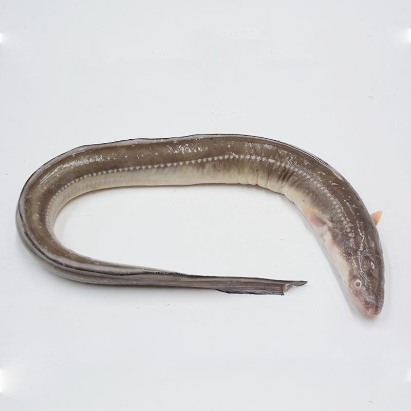 新鲜野生七星鳗鱼（鳗鲡）4斤 新鲜速冻锁鲜 顺丰包邮发货