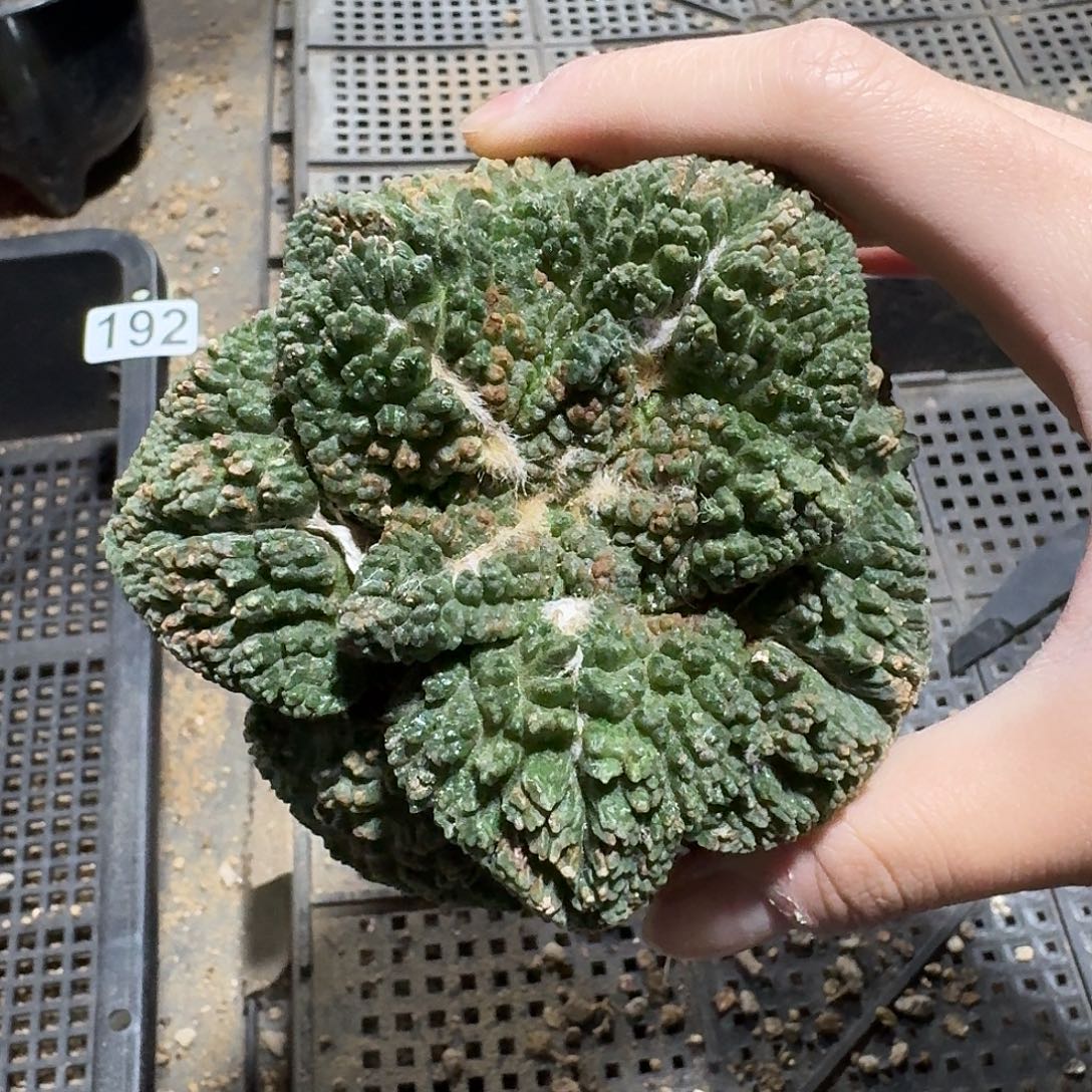 263号仙人球萝卜根