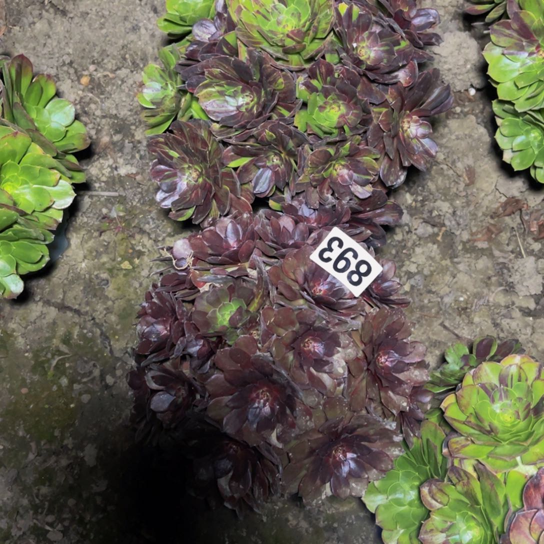 两盆法师28///////46