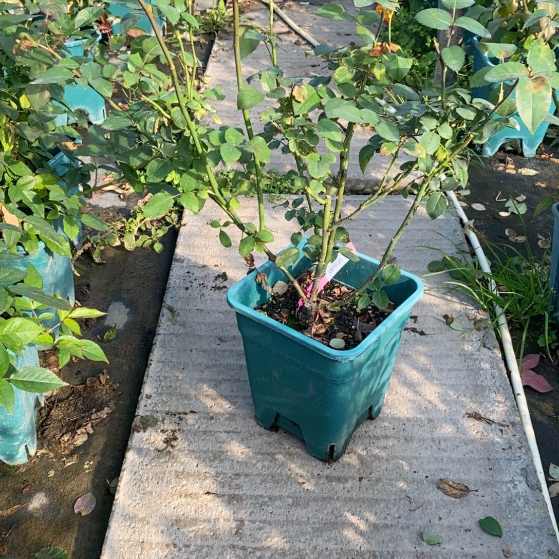 无花朵嫁给我原盆