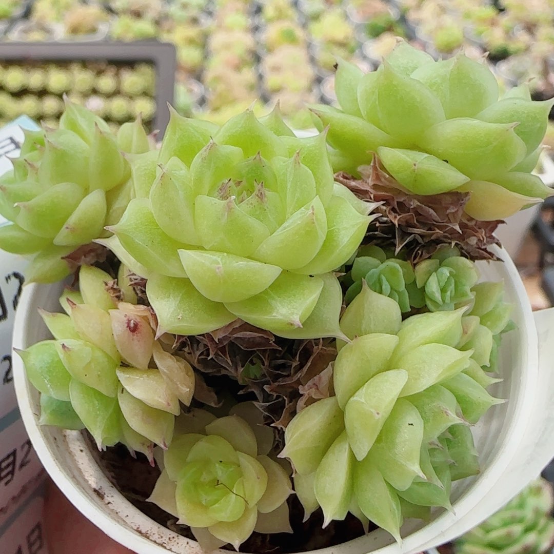 花语逸镜0721-109散