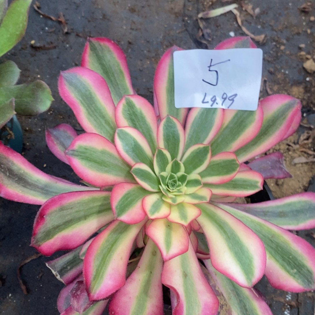 5美杜莎多肉植物