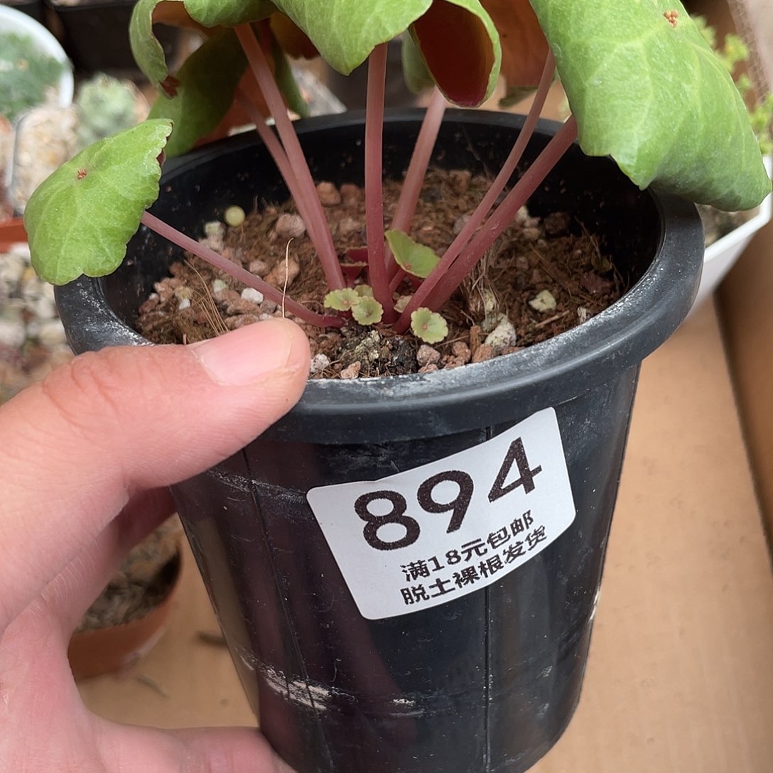 894小酒杯（满18元包邮）