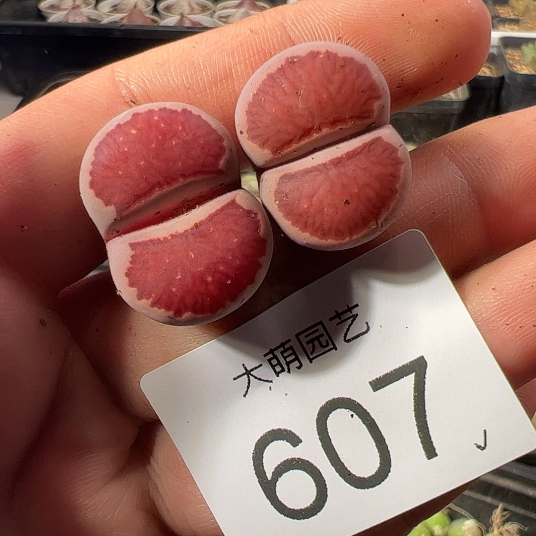 一物一拍。     607