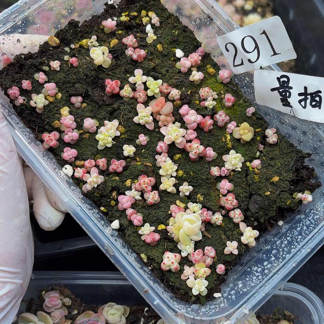 多肉植物多肉植物291量拍