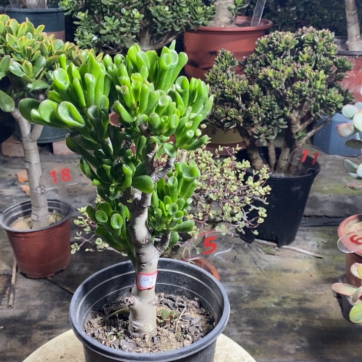 荷***马蹄吸财一物一拍