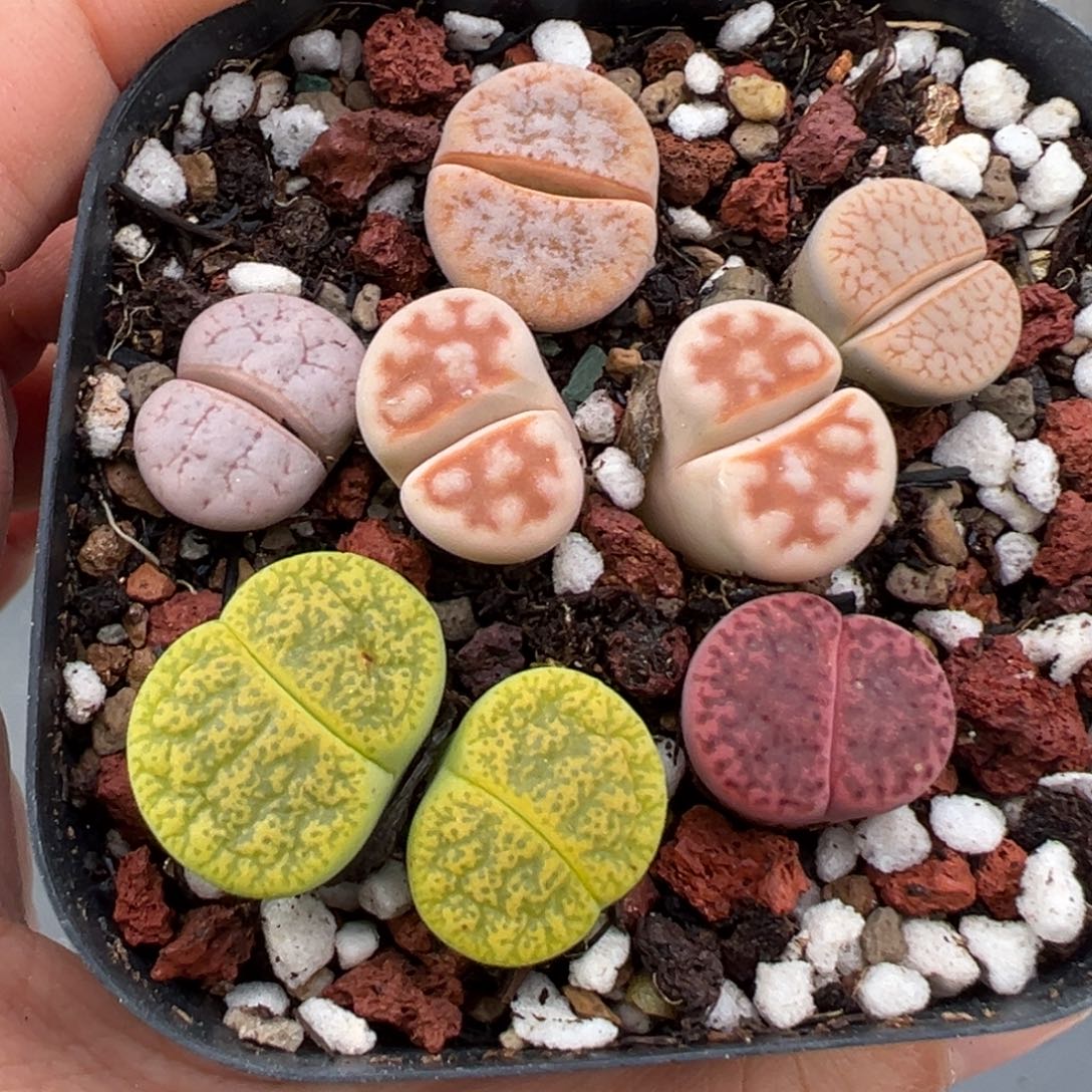 11.6好看的多肉脱土发货477