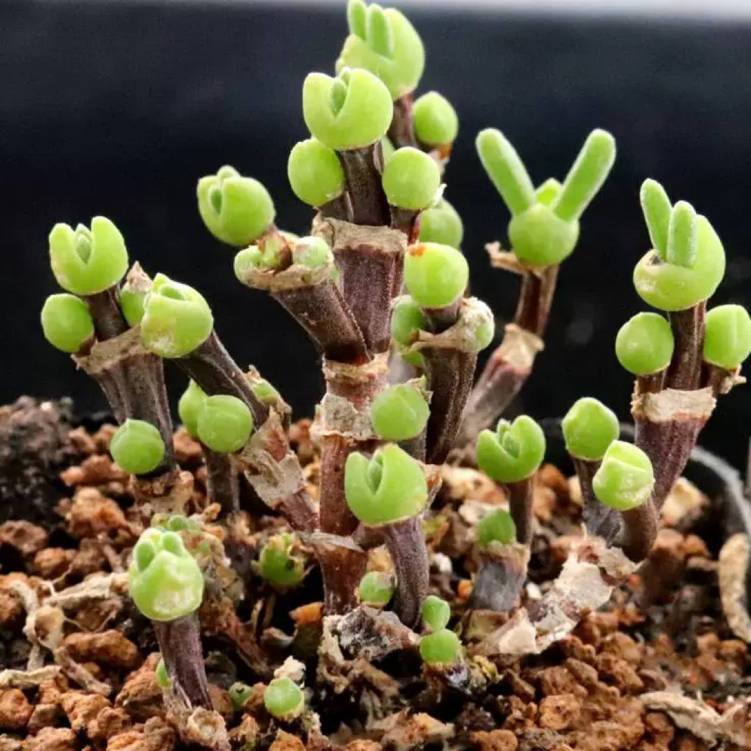 枝干兔子多肉植物番杏科小型绿植盆栽好养高端