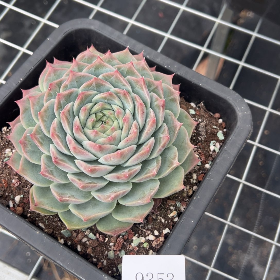 傲***姨9353肉肉肉肉肉