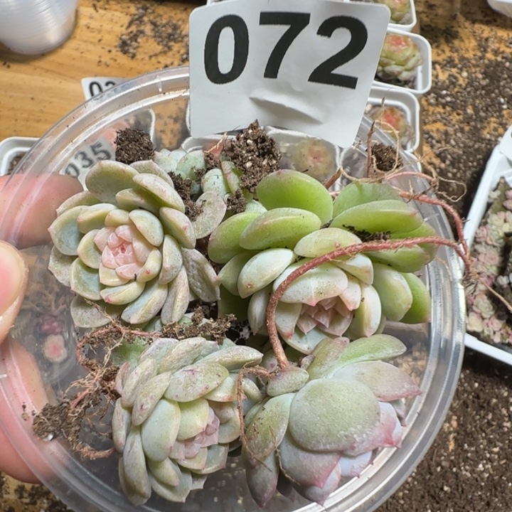 72号王者系列多肉一盒