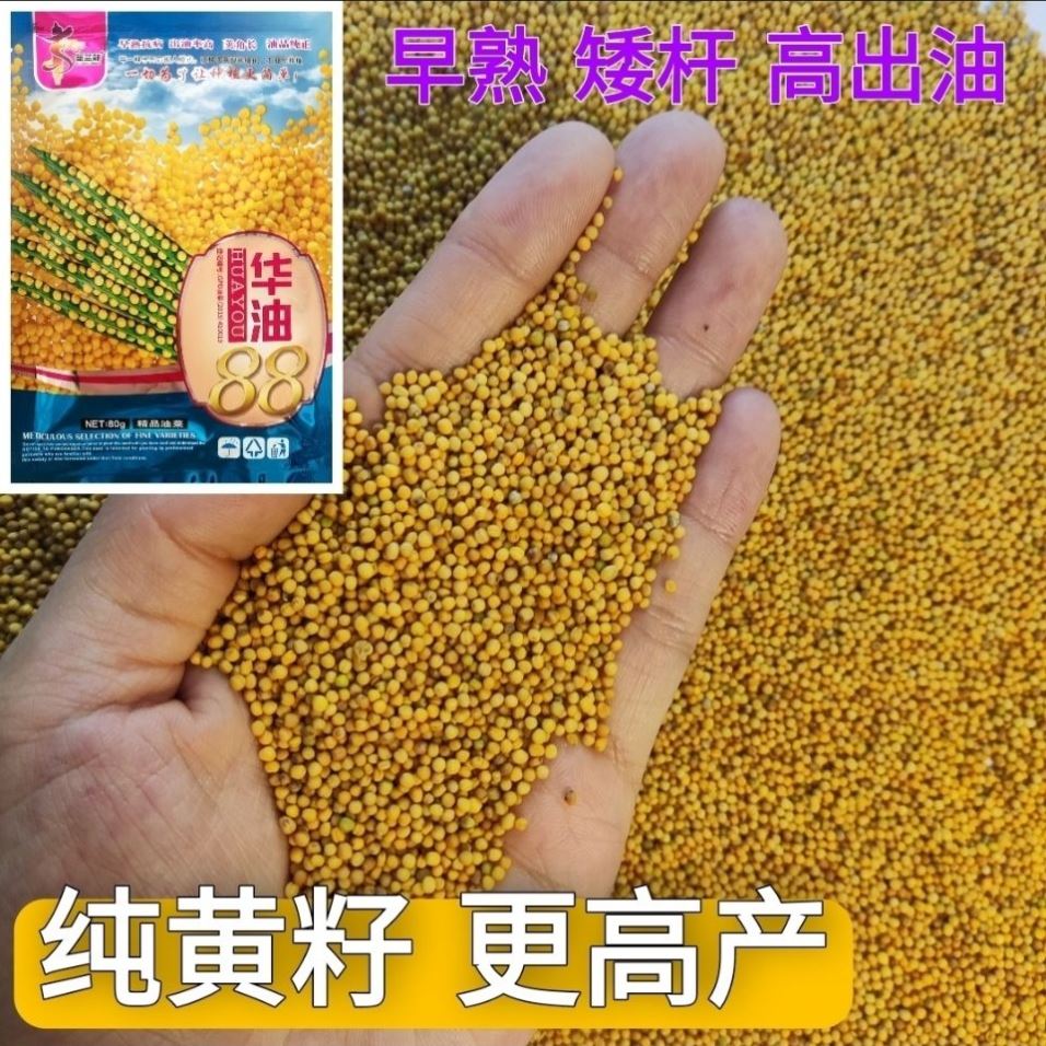 华油88油菜种子高产抗病早熟抗倒伏耐寒矮杆油菜籽