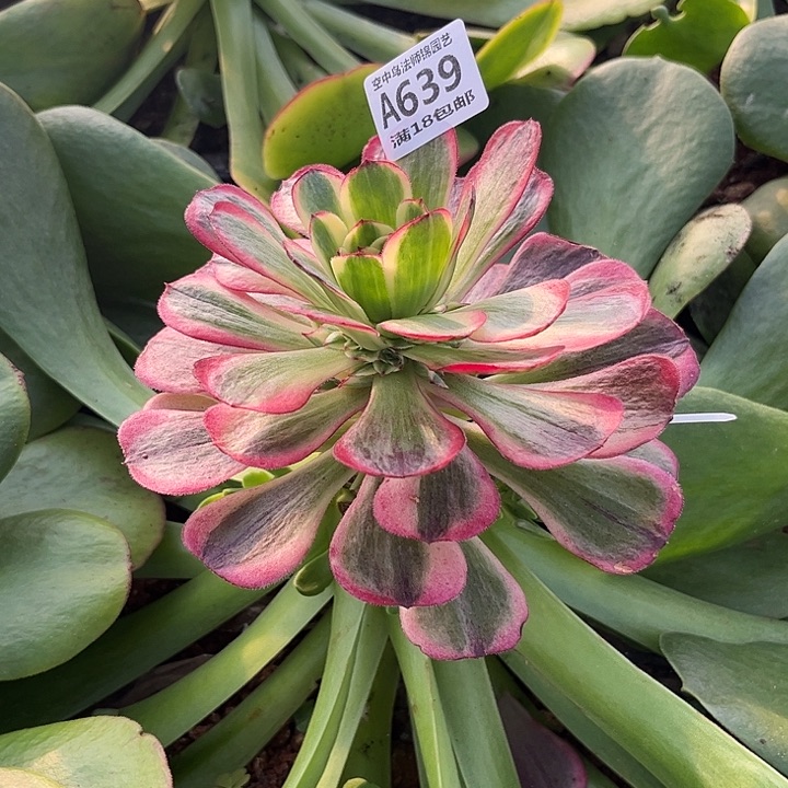 639黑魔景多肉植物