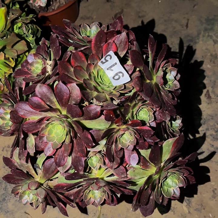 915黄金万两多肉植物处理不售后