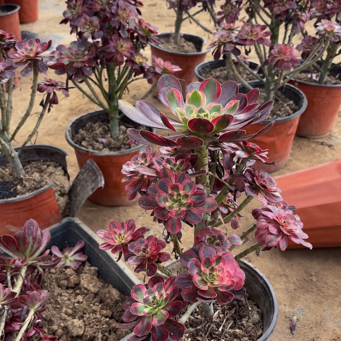 香奈儿15.8法师木质老桩