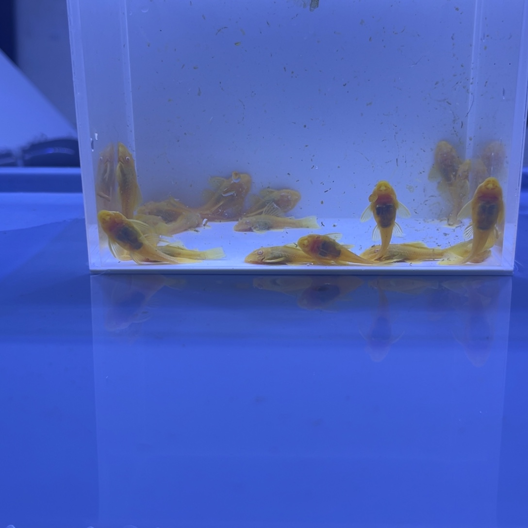 孔雀鱼胡子二十条开箱视频报损