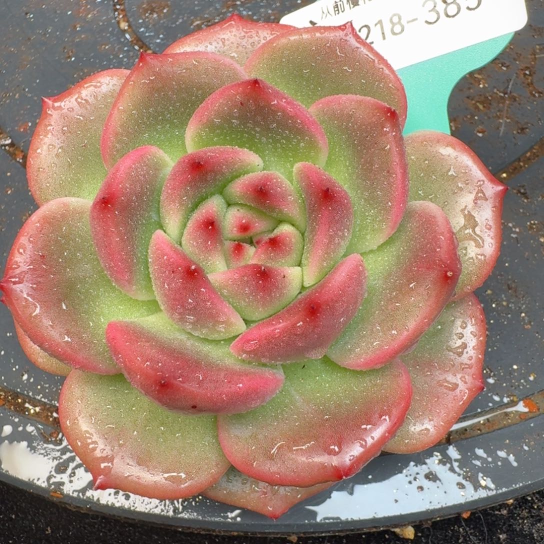 从前慢多肉精选编号1218.385