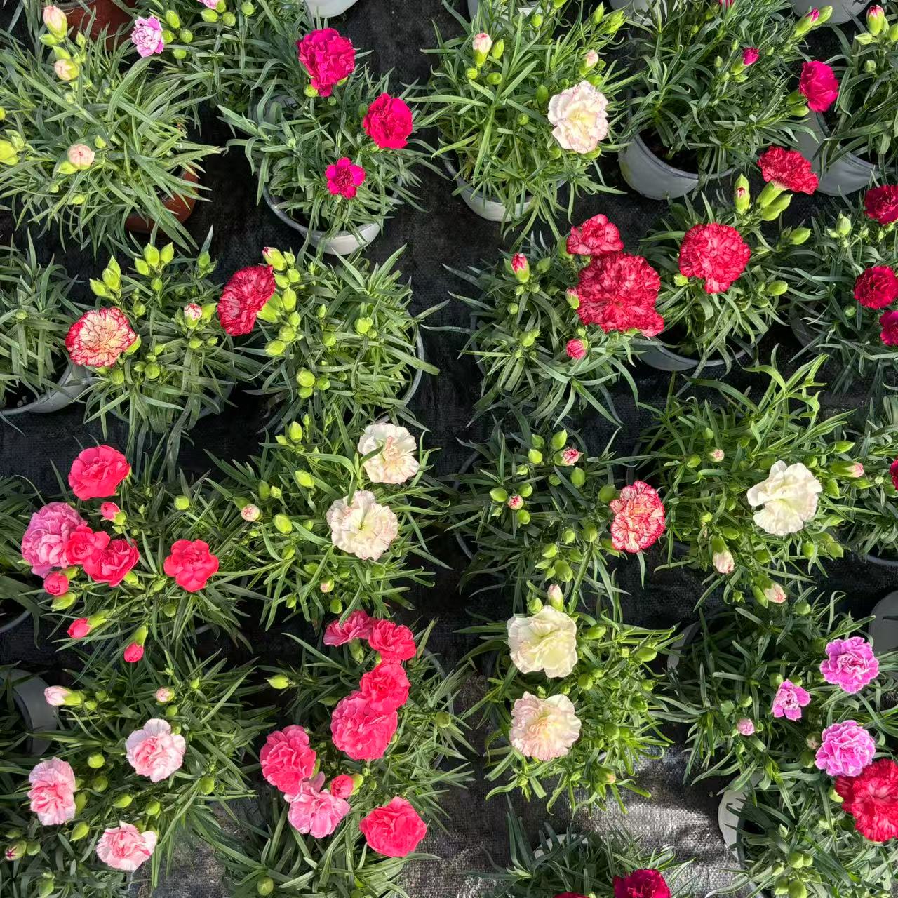 【妮妮】（康乃馨）大花品种！室内室外盆栽桌面花卉