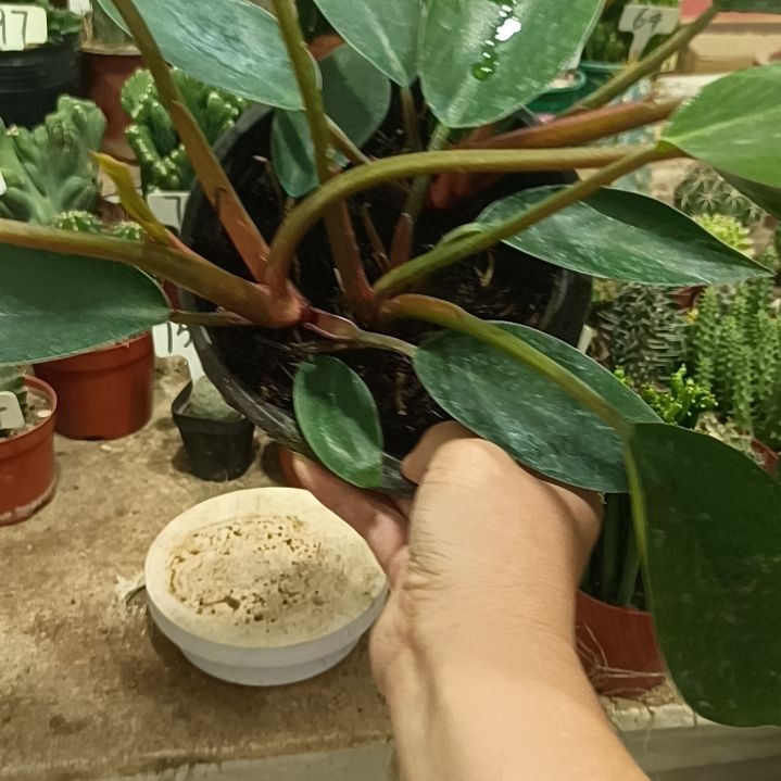 无花朵红钻    16元