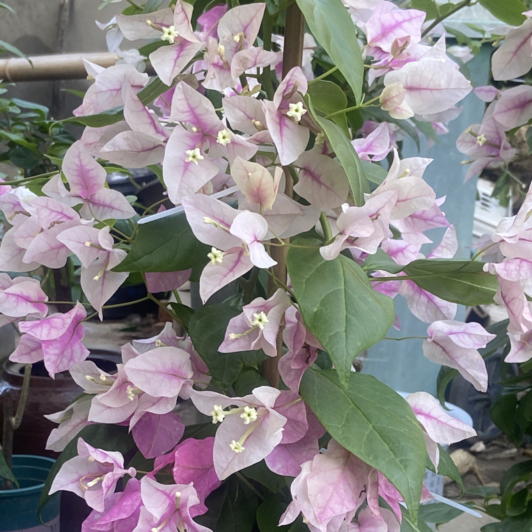 漳红樱三角梅壮苗好养易开花四季勤花高飘款花卉
