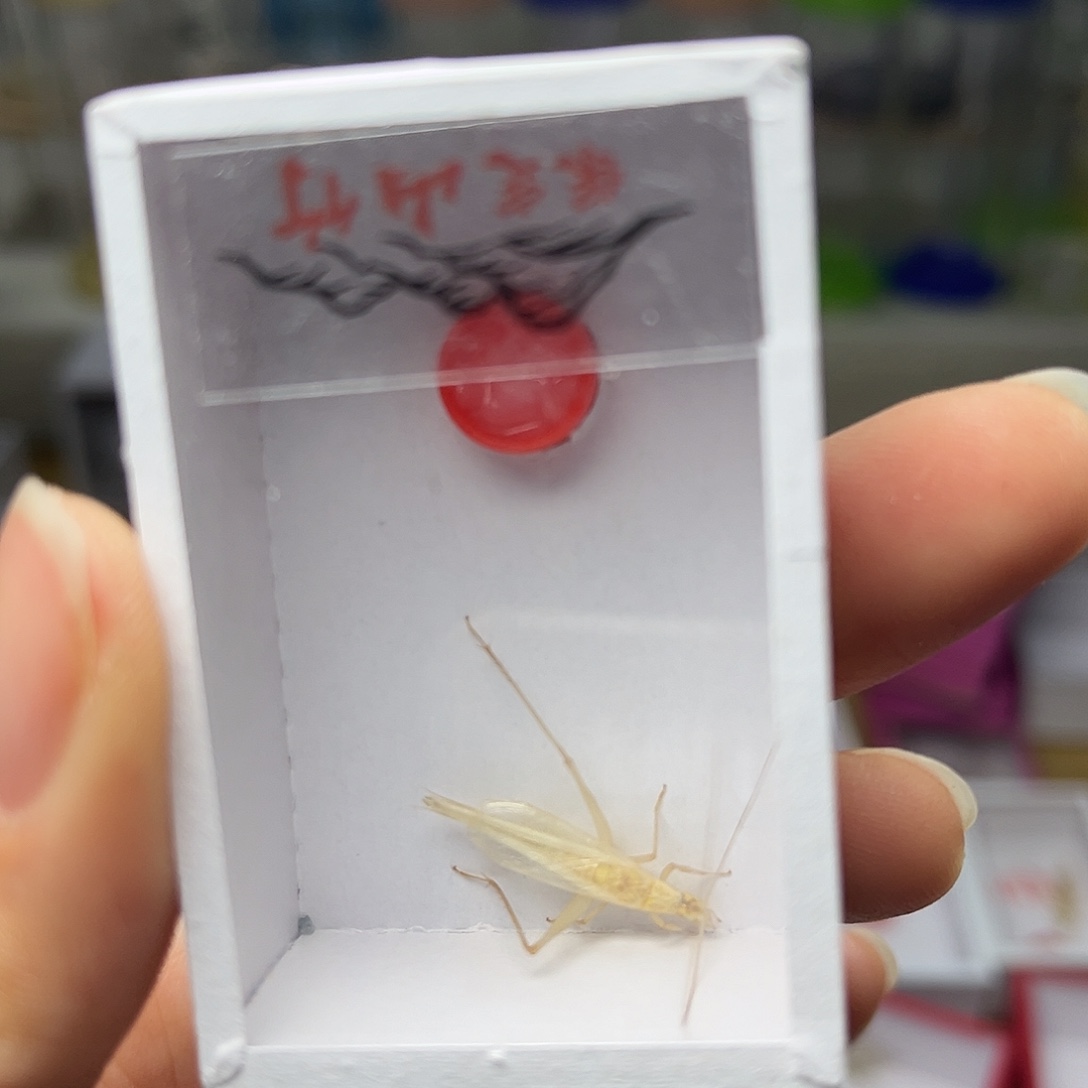 蚂蚁工坊山竹。        