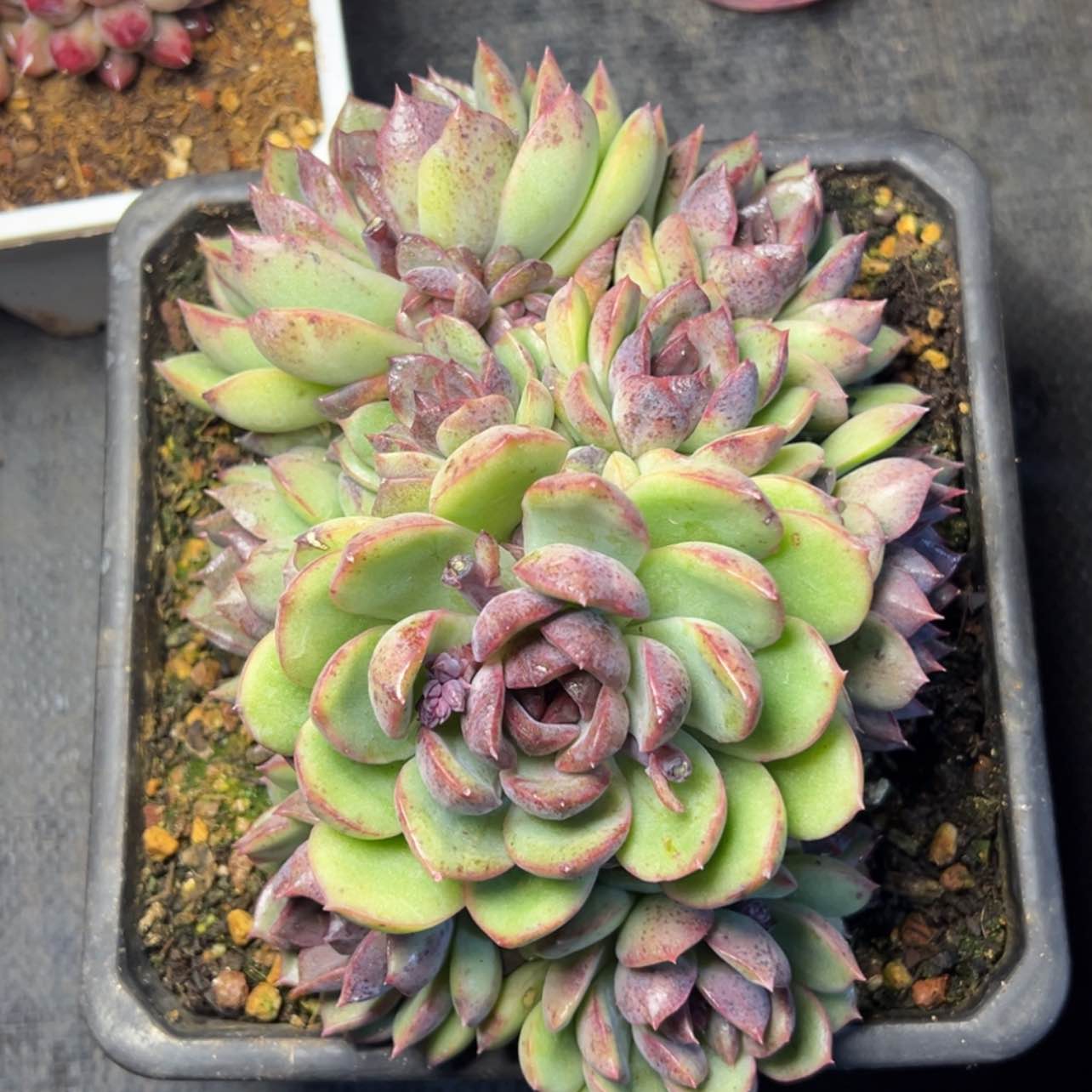 【闪购商品】苏**干紫水晶多肉28