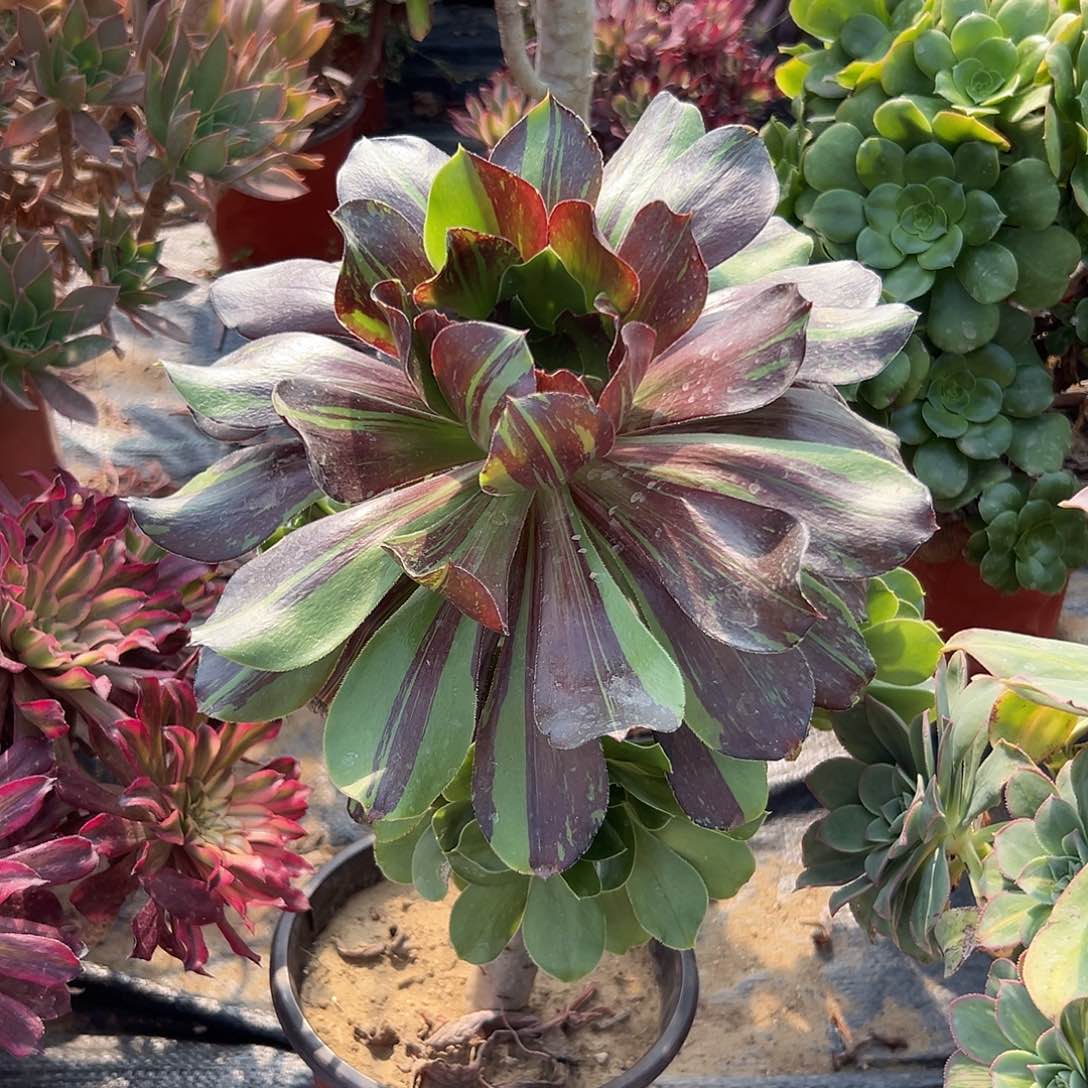 多肉植物巫毒水墨丹青