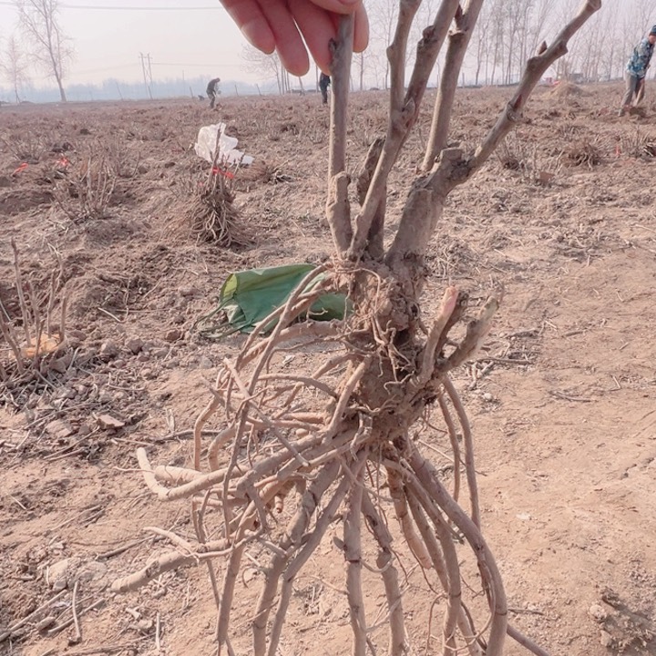 当前无花栽培后可以开花珊瑚台