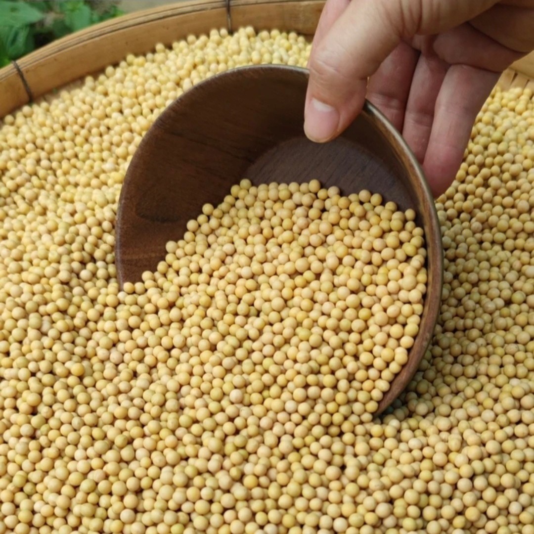 发豆芽专用《非转基因大豆黄豆芽》