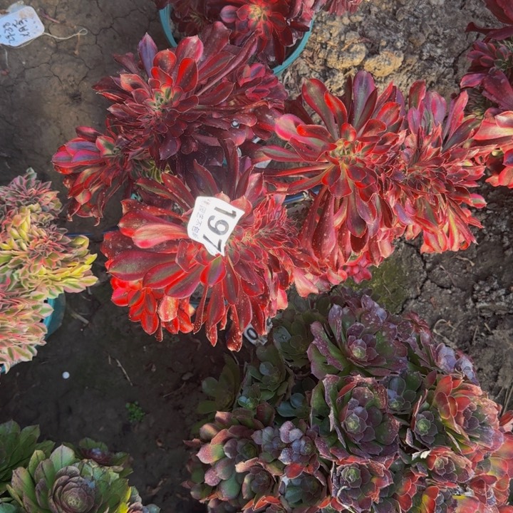 香奈花29-38包邮花花