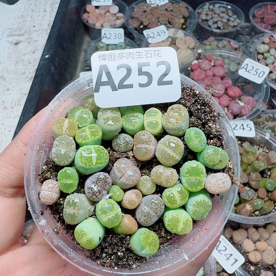 252多肉植物多肉植物