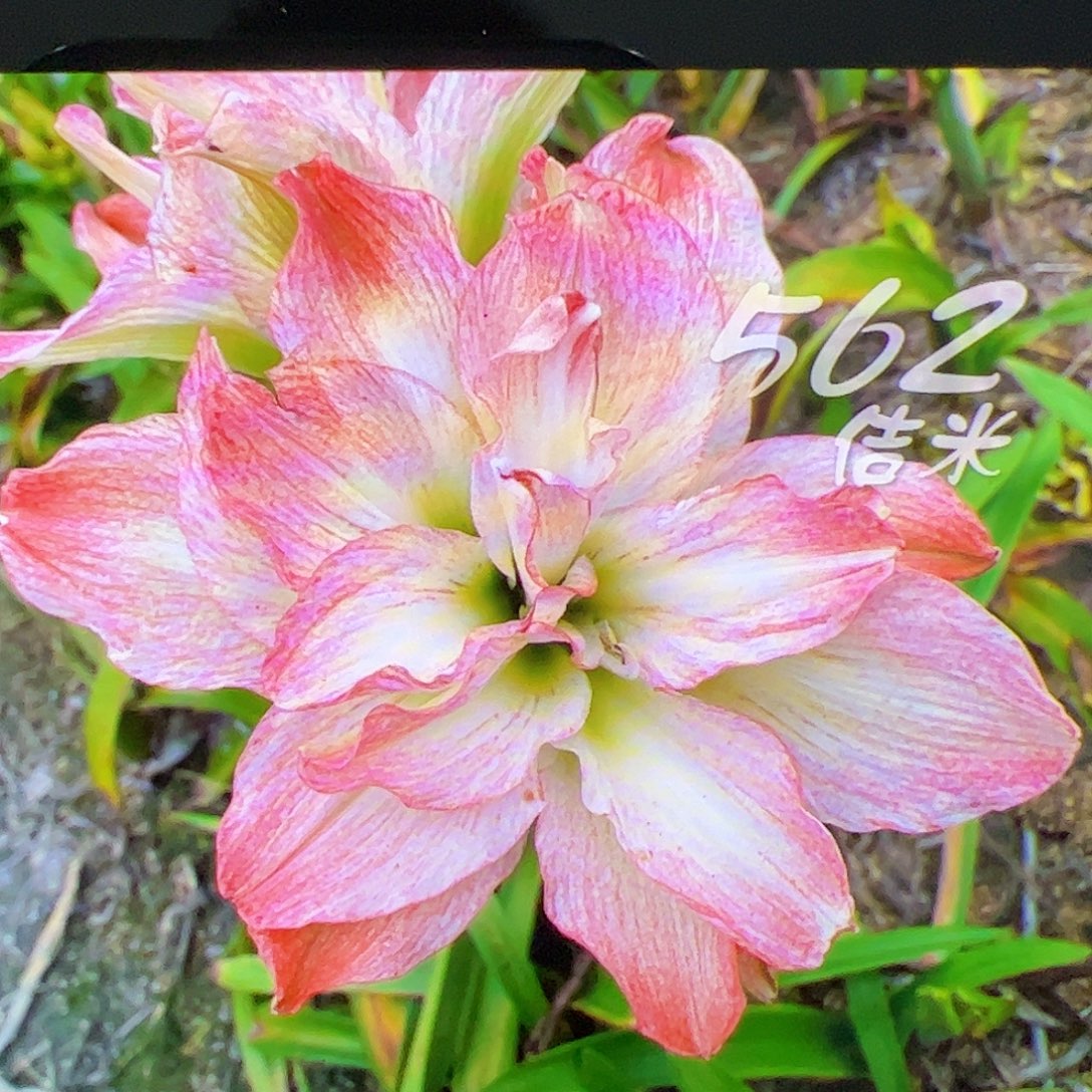 朱顶红562开花球5cm+