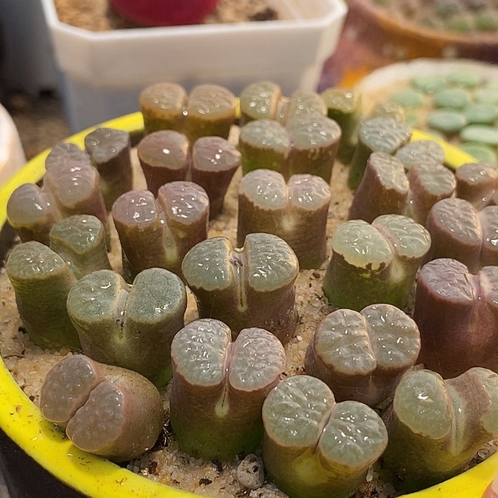大班克雪花磁铁一组两颗