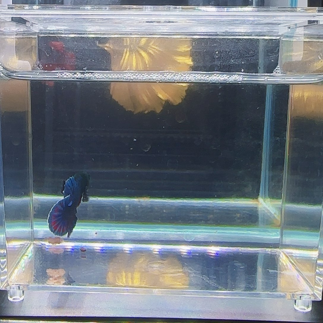 斗鱼活体观赏鱼好养耐活