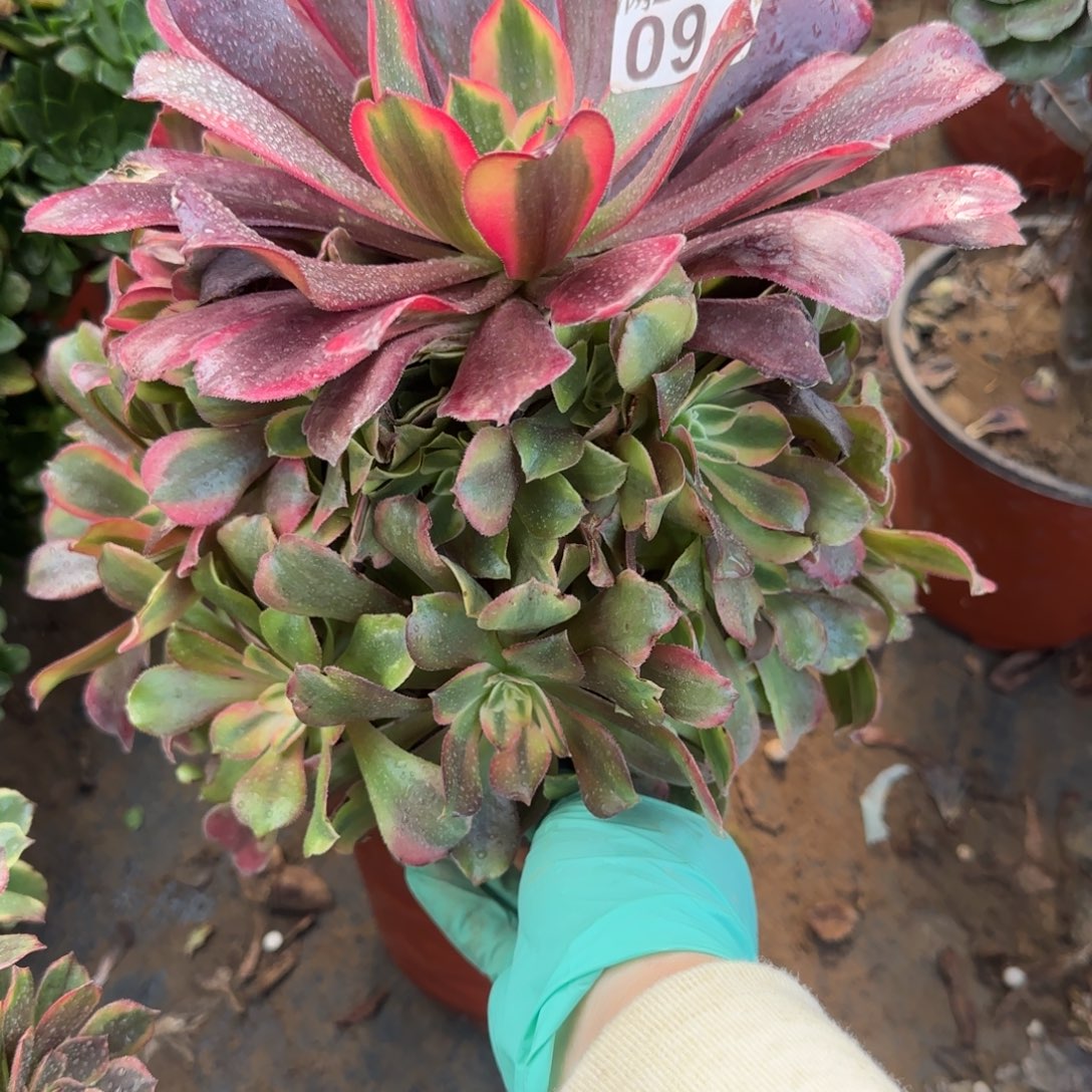 蒙娜丽莎094满20包邮断枝不包