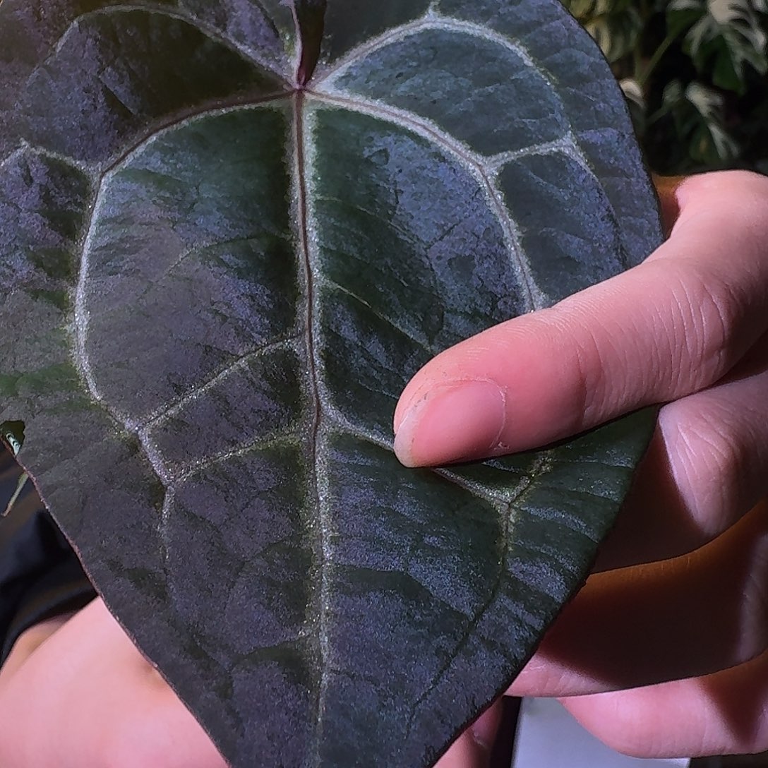 不开花植物G614紫水晶f3