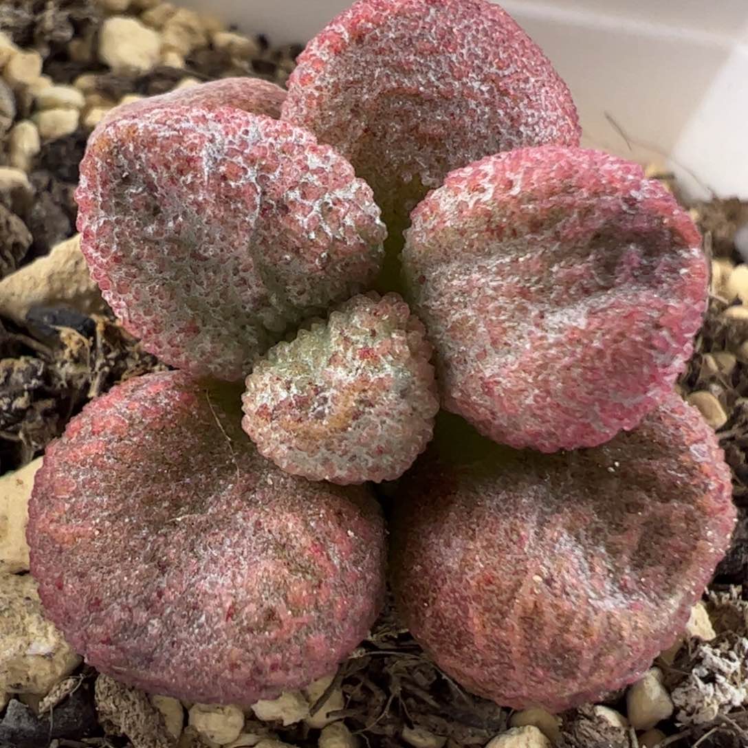 实生新品多肉植物水泡