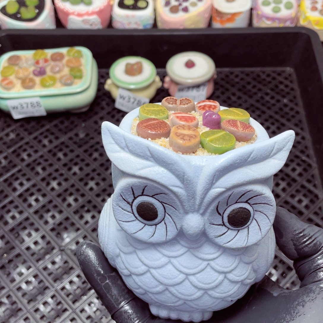 w3789--带盆土发货，零下地区拍保温箱