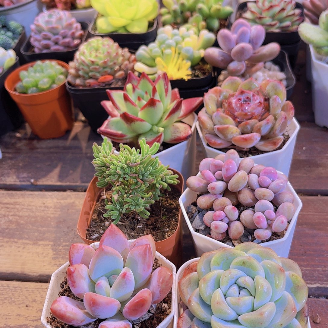 如图6盆11111111111111111