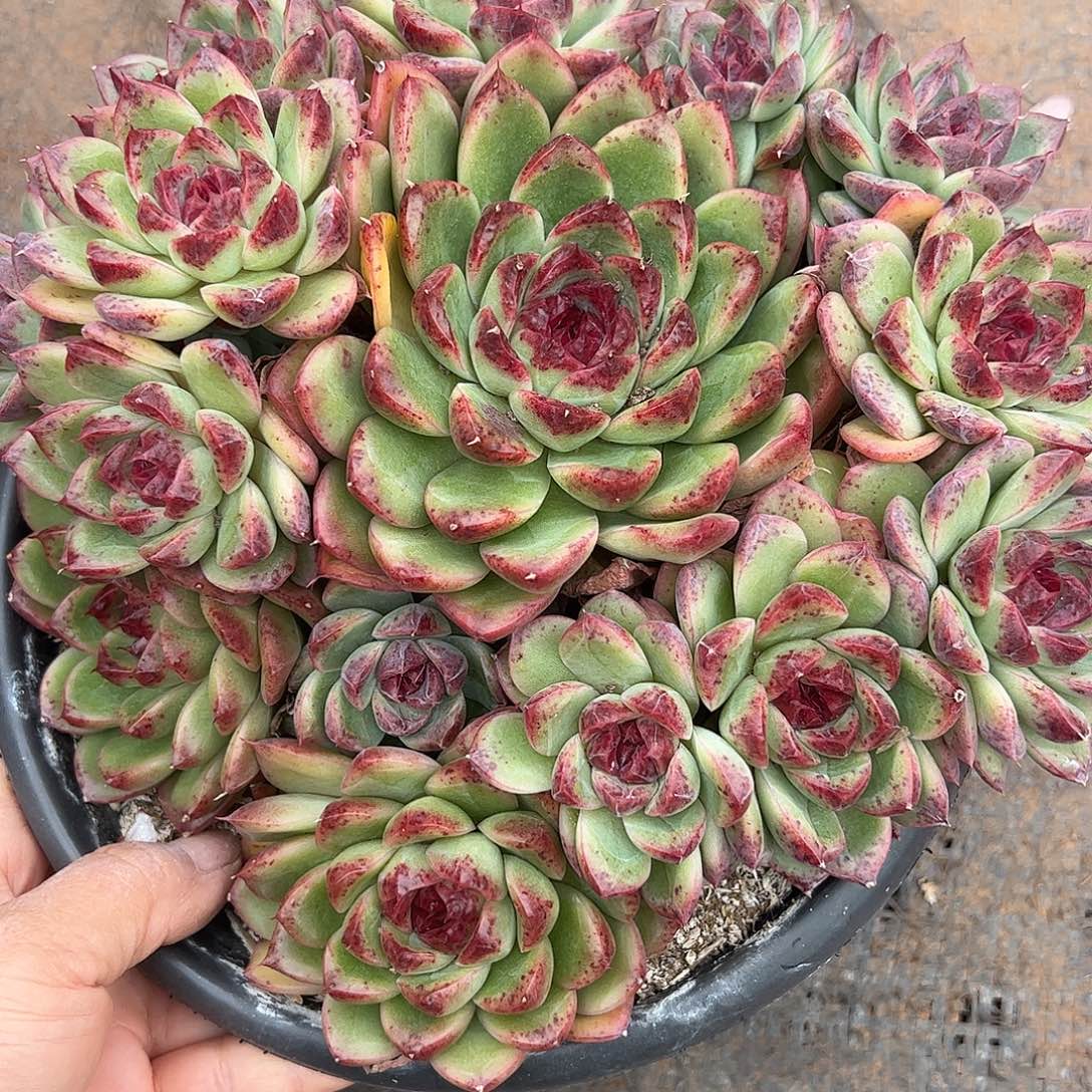 水晶杂手捧，一物一拍