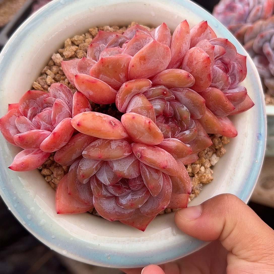 5头红皮紫心自然群