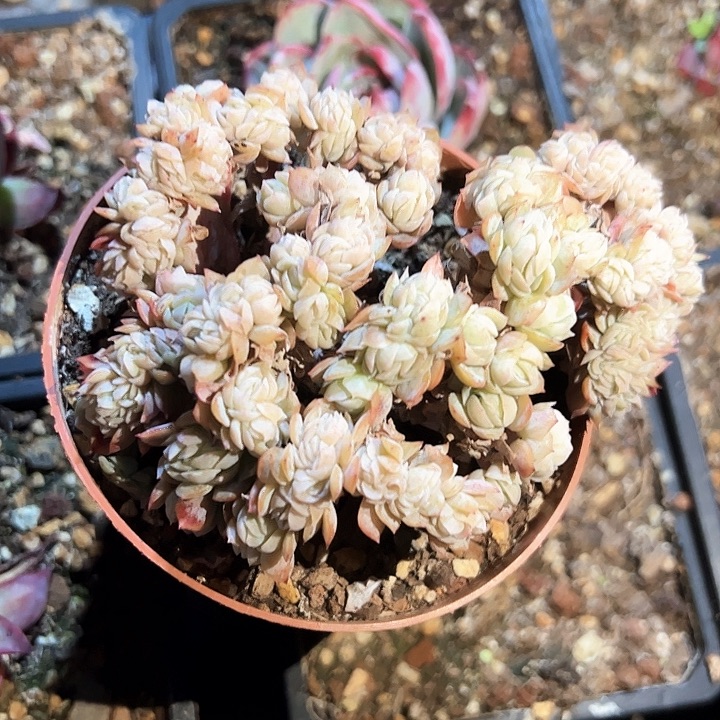 幸运的是我的朋友们