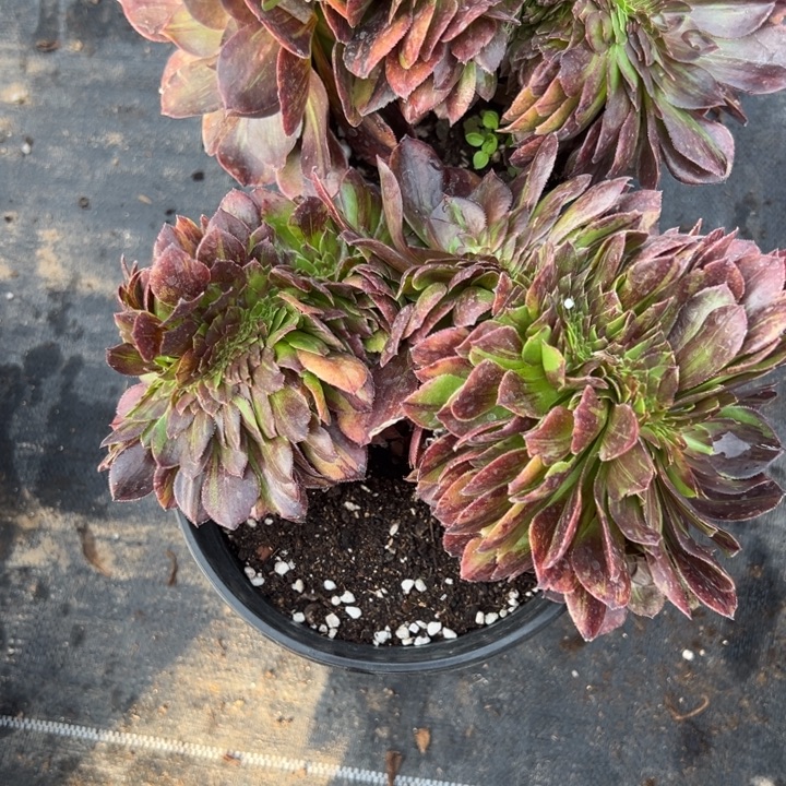 多肉植物花月页缀