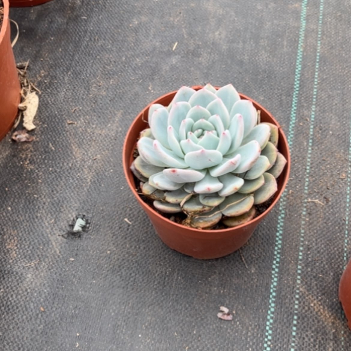 【闪购商品】一***好白凤