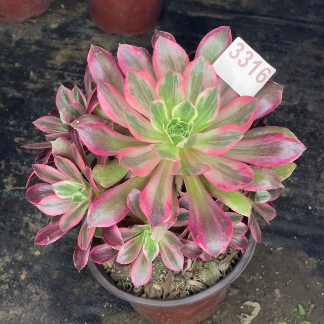 3316号浣纱手捧花