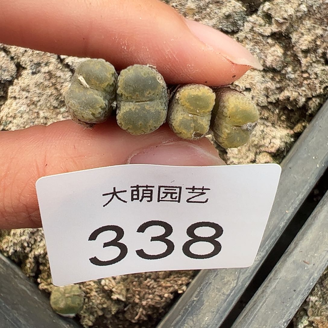 四***圆一物一拍MG1456.5黄绿冰珀火柴勋章338