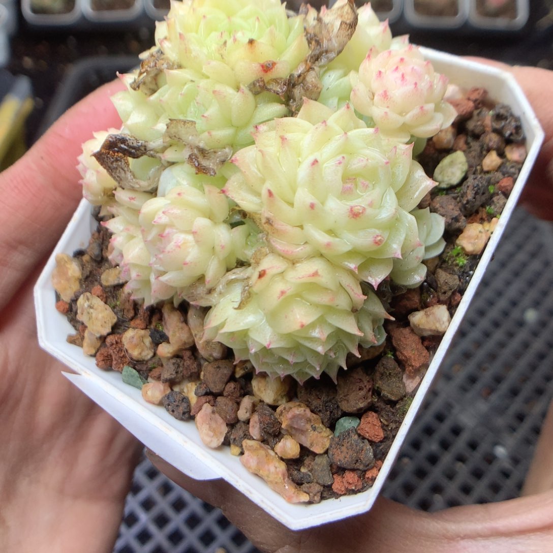 无花朵W101yyyyyyyy