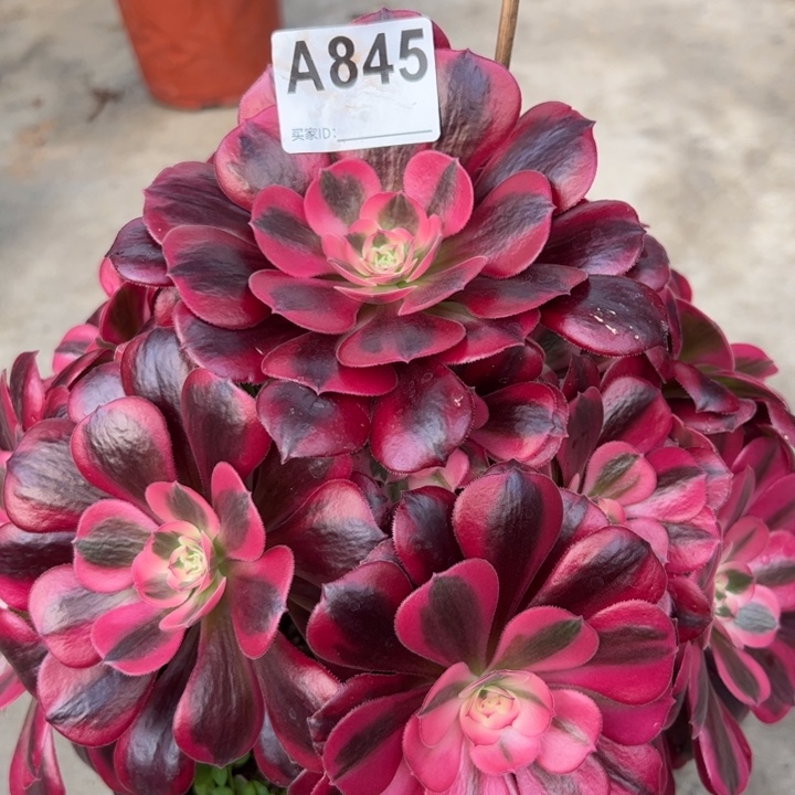 845美杜莎25厘米左右