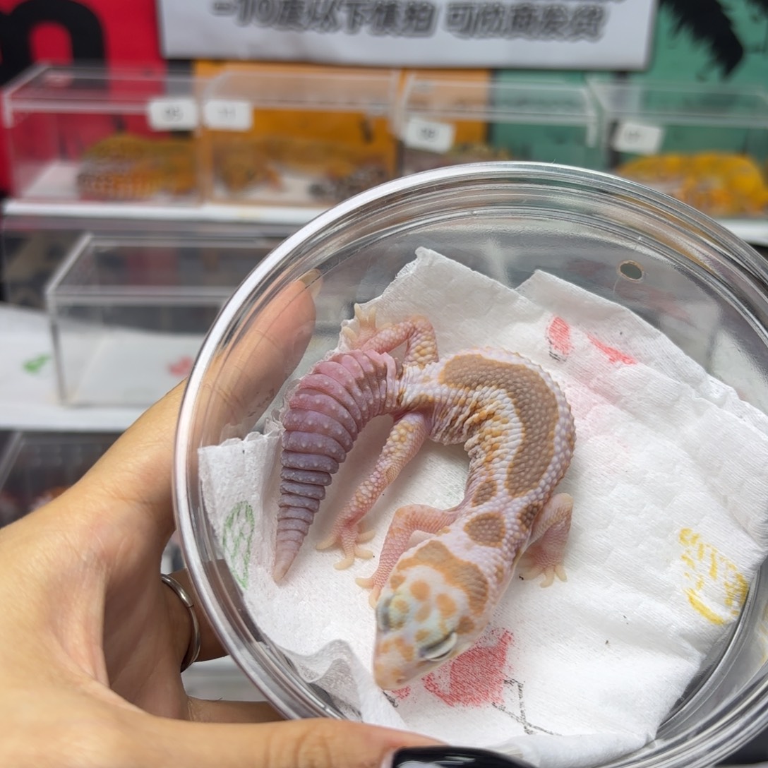 肥尾守宫奶焦祖 妹妹 花瓶 V109