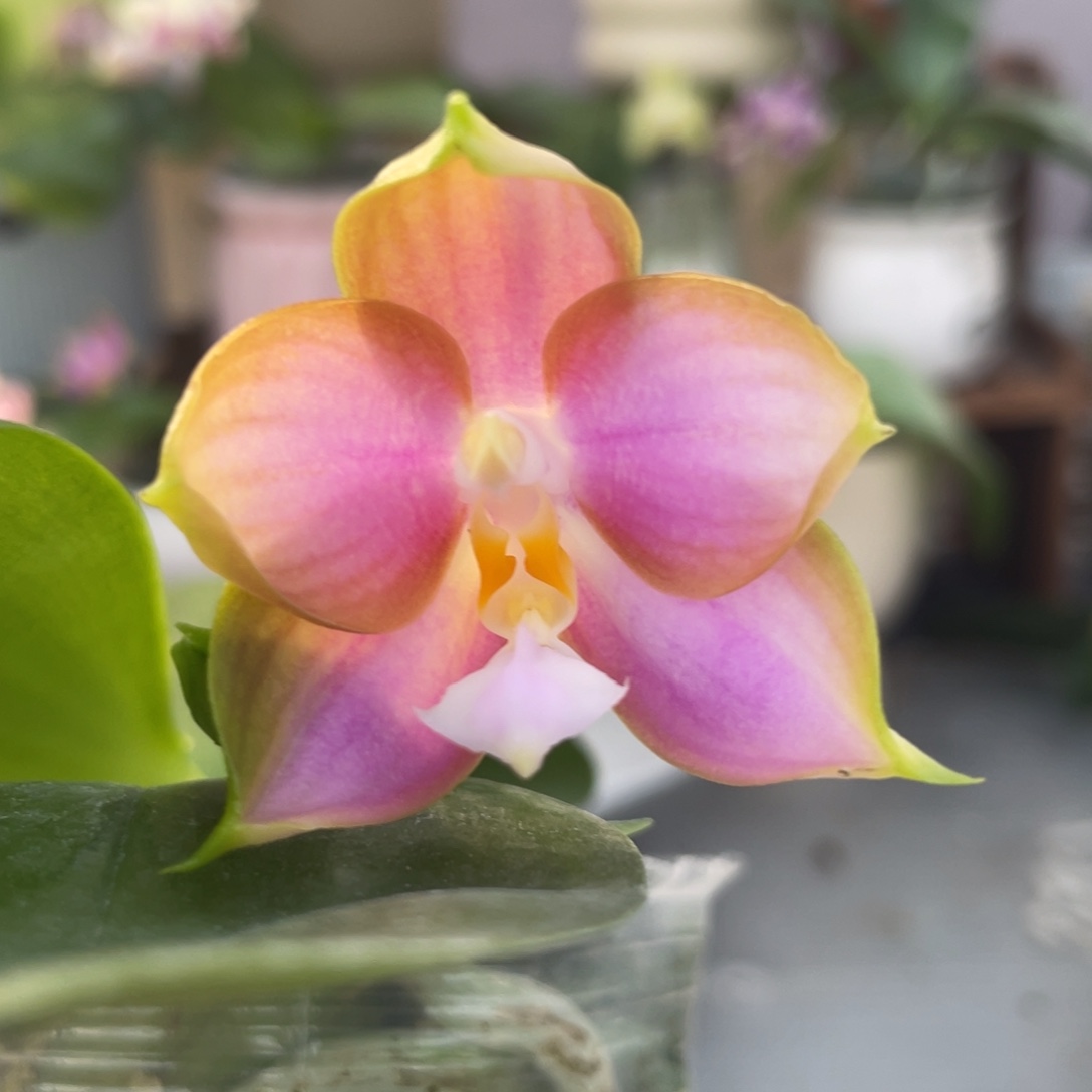 完全开放反射龙交洋洋粉玛丽，2.5杯开花株