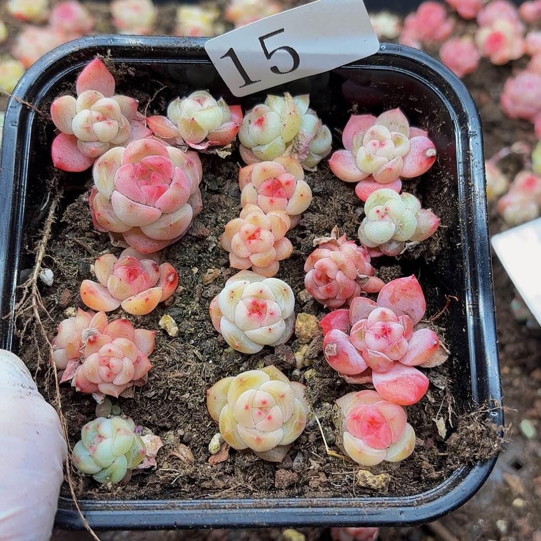 多肉植物多肉植物15